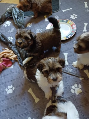 Les chiots de Bichon Havanais