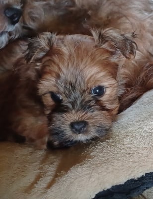 Les chiots de Bichon Havanais