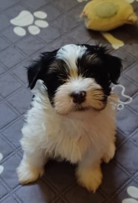 Les chiots de Bichon Havanais