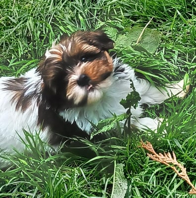 Les chiots de Bichon Havanais