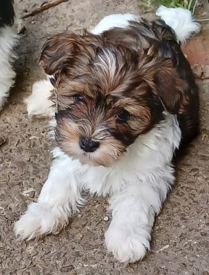 Les chiots de Bichon Havanais