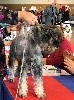 CH. Ode à la joie Des Bavarois Des Champs Elysées - Meilleur Puppy - Très prometteur 