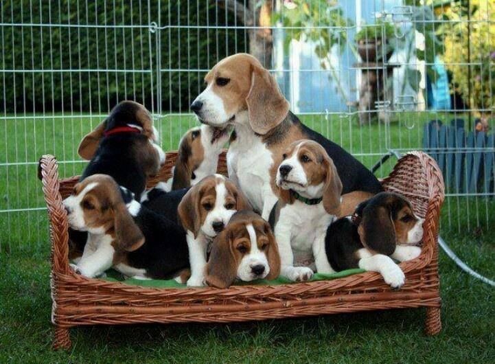 Accueil Elevage Des Côteaux Tolosans eleveur de chiens Beagle