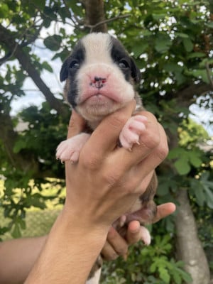Les chiots de Boxer