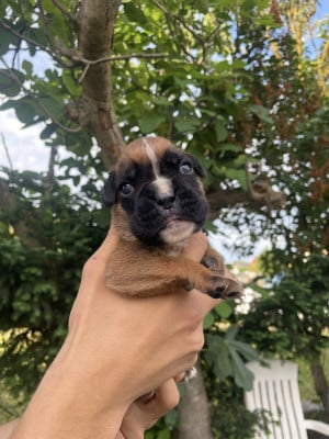 Les chiots de Boxer