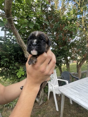 Les chiots de Boxer