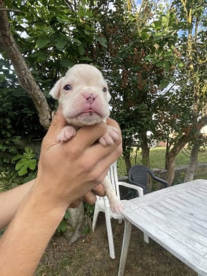 Les chiots de Boxer