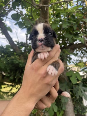 Les chiots de Boxer