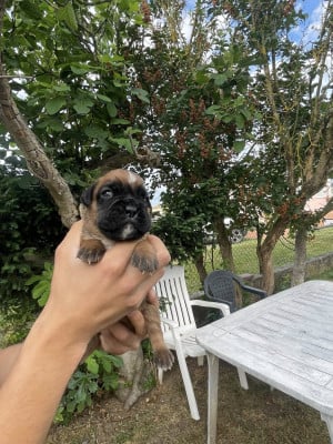 Les chiots de Boxer