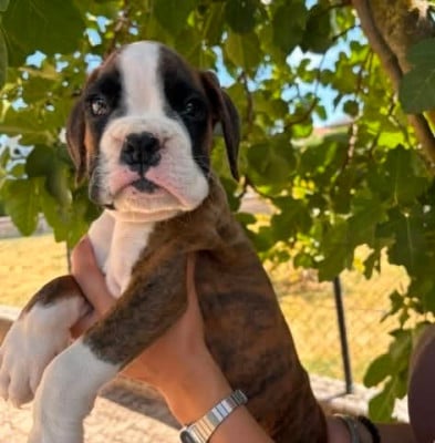Les chiots de Boxer