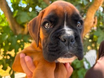 Les chiots de Boxer