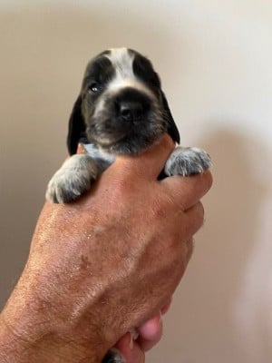 Les chiots de Cocker Spaniel Anglais