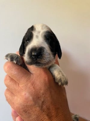 Les chiots de Cocker Spaniel Anglais