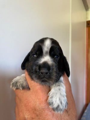 Les chiots de Cocker Spaniel Anglais