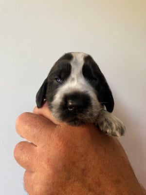 Les chiots de Cocker Spaniel Anglais
