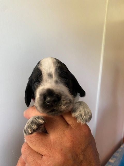 Cocker Spaniel Anglais - Du Domaine D'Unlady
