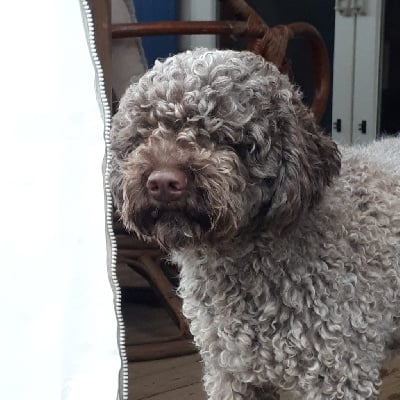 Étalon Lagotto Romagnolo - Salve skipy Of surf paradise