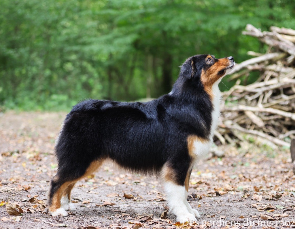 Tu es mon topaze Des Gardiens Du Mermoz