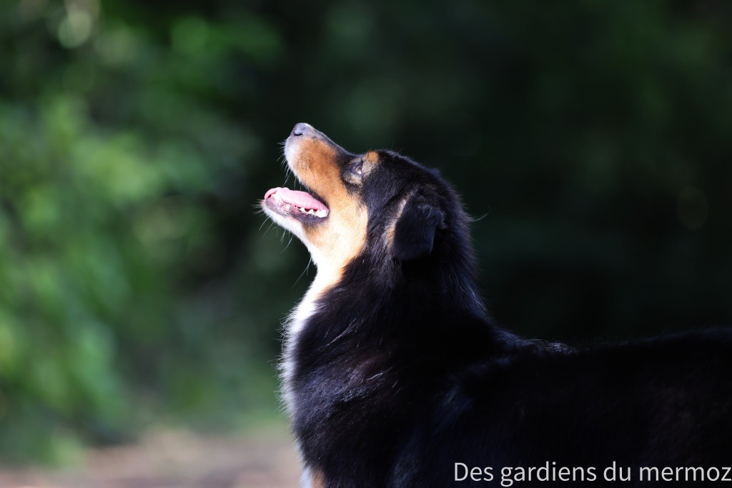 Tu es mon topaze Des Gardiens Du Mermoz