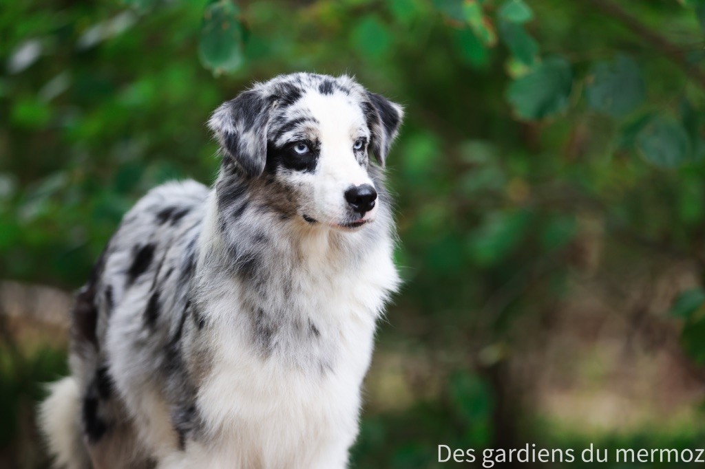 Un phénomène Des Gardiens Du Mermoz