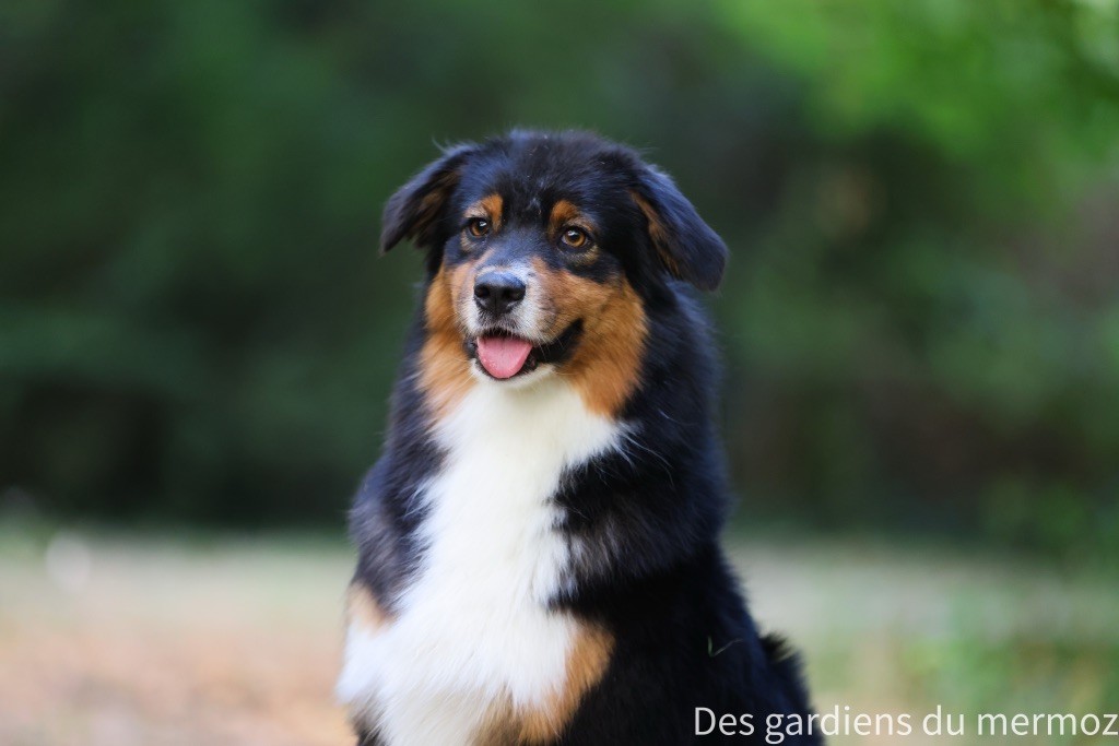 Tu es mon topaze Des Gardiens Du Mermoz