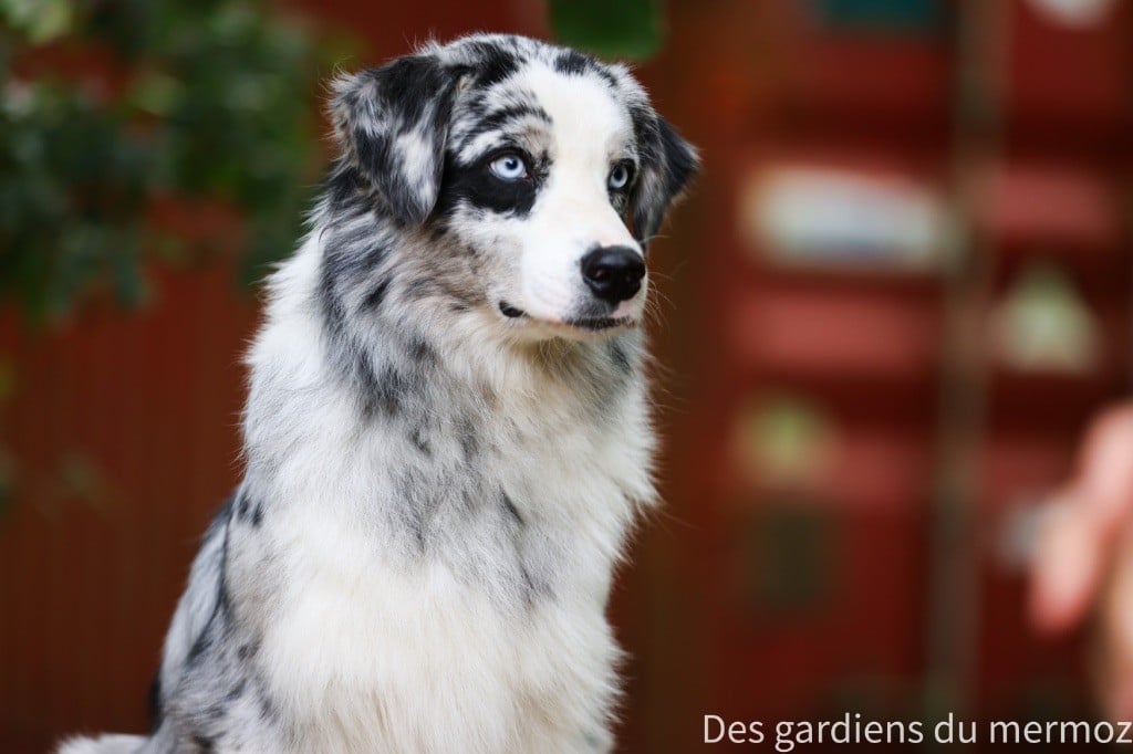 Un phénomène Des Gardiens Du Mermoz