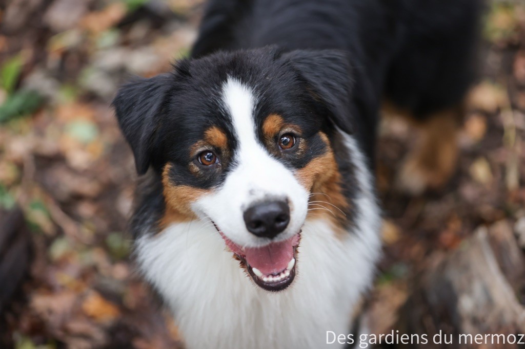 Voici la douceur Des Gardiens Du Mermoz