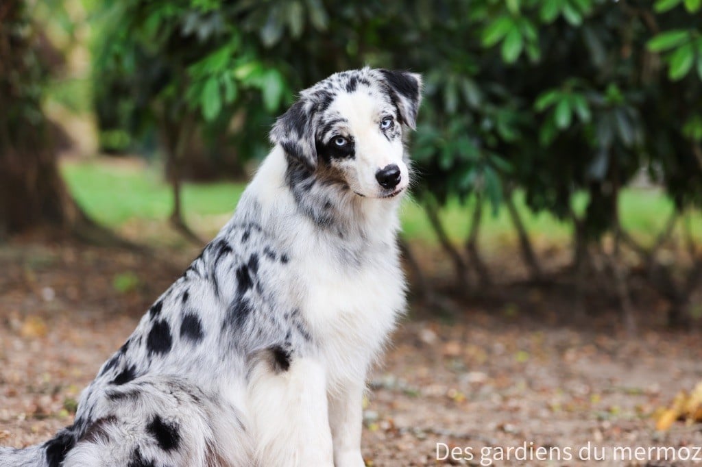 Un phénomène Des Gardiens Du Mermoz