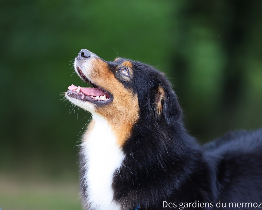 Tu es mon topaze Des Gardiens Du Mermoz