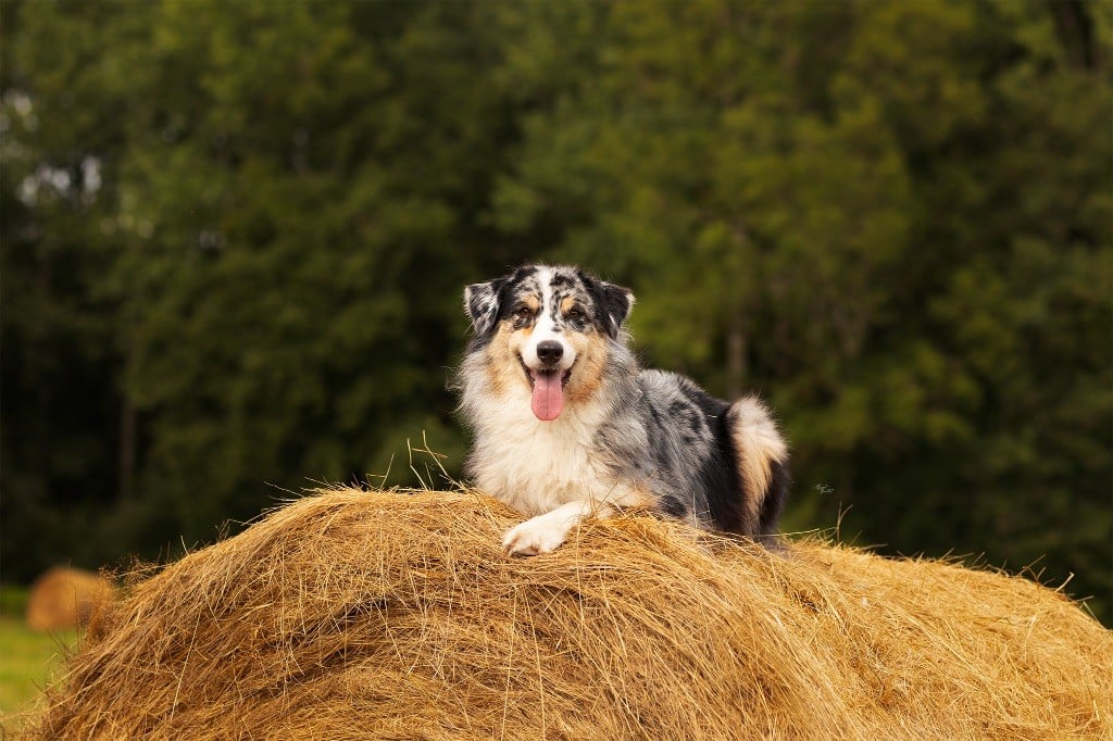 New helga Des Gardiens Du Mermoz