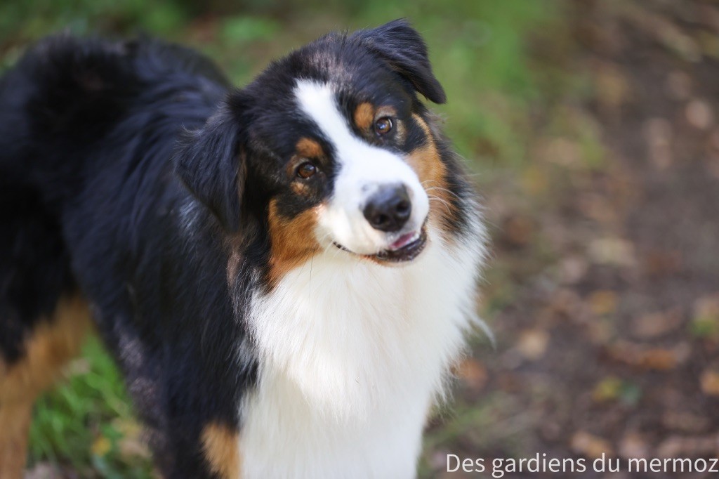Voici la douceur Des Gardiens Du Mermoz