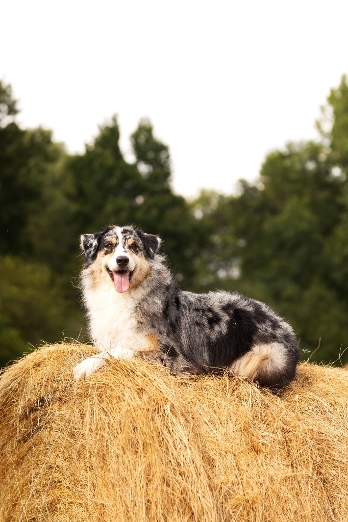 New helga Des Gardiens Du Mermoz
