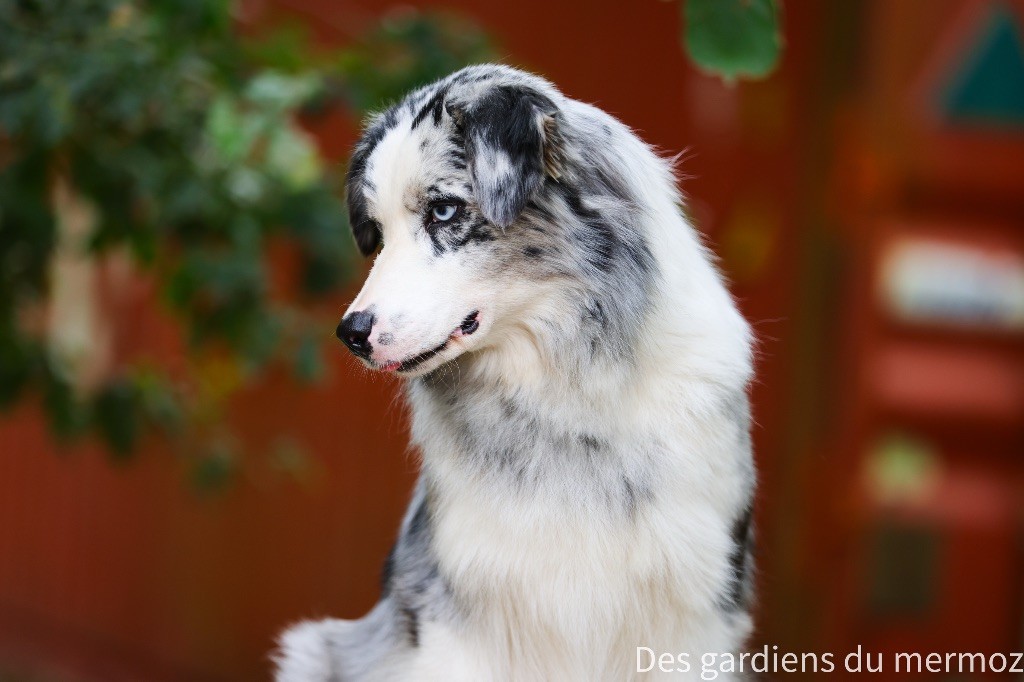 Un phénomène Des Gardiens Du Mermoz