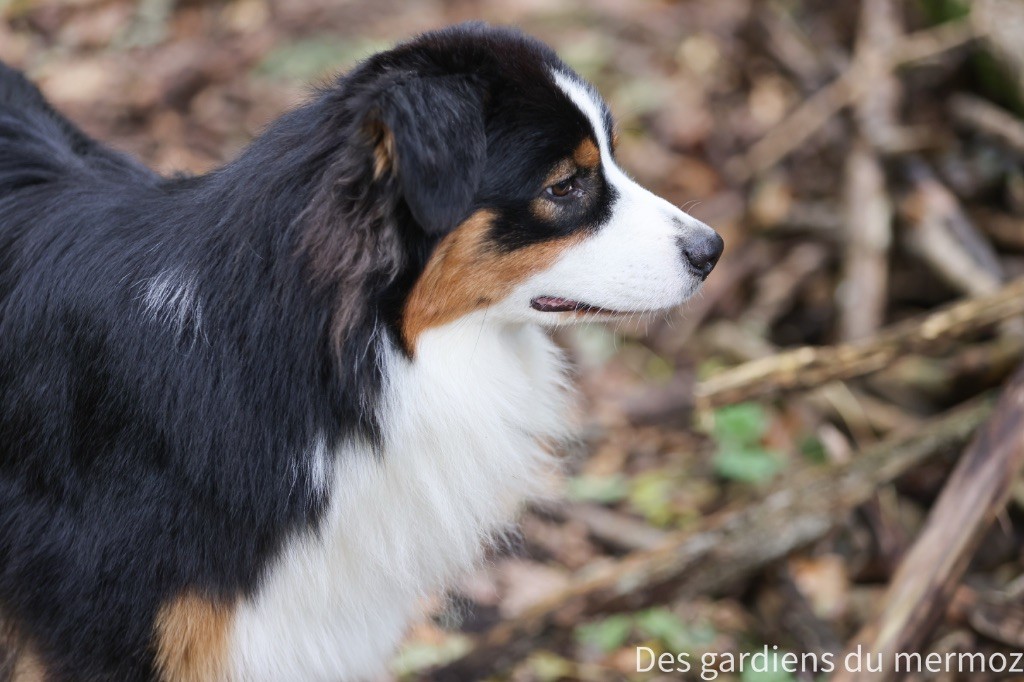 Voici la douceur Des Gardiens Du Mermoz