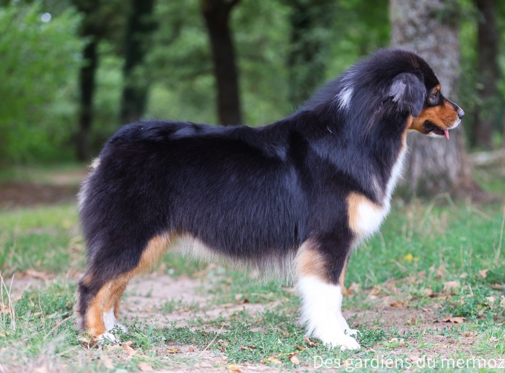 Tu es mon topaze Des Gardiens Du Mermoz