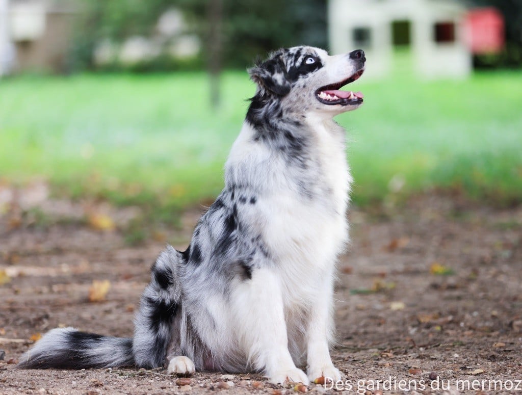 Un phénomène Des Gardiens Du Mermoz