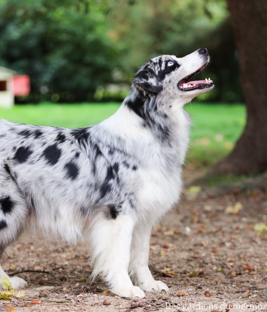 Un phénomène Des Gardiens Du Mermoz