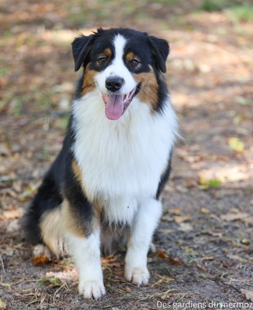 Voici la douceur Des Gardiens Du Mermoz