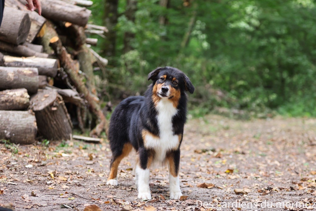 Tu es mon topaze Des Gardiens Du Mermoz