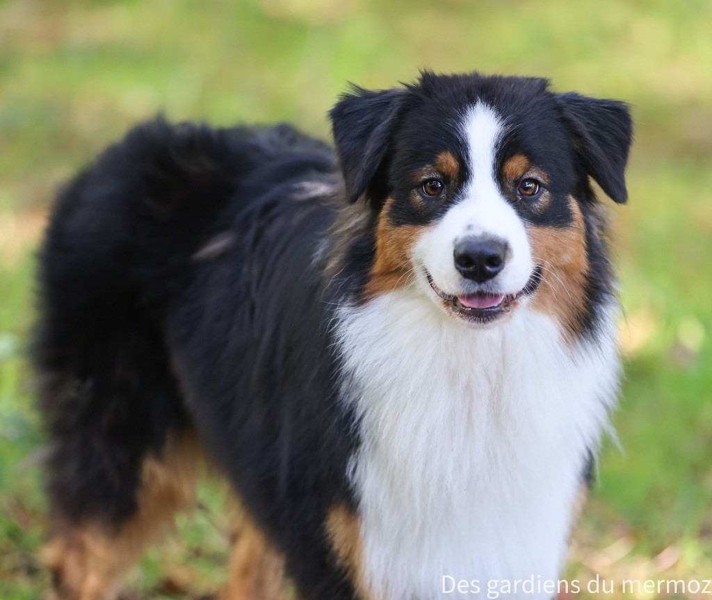 Voici la douceur Des Gardiens Du Mermoz