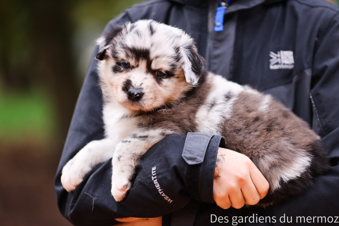 Femelle bleu merle queue longue