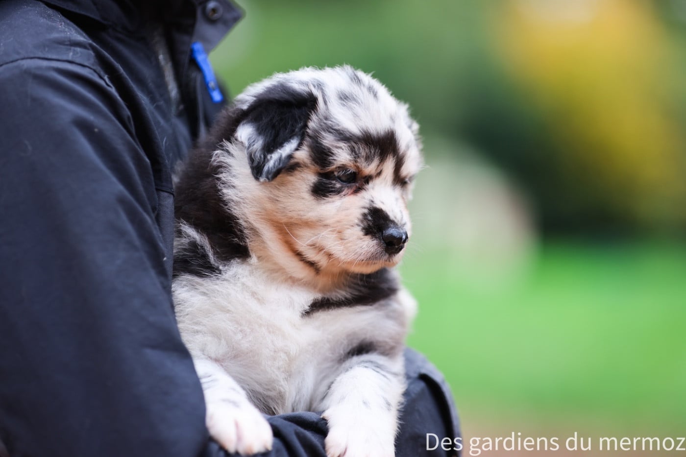 Femelle bleu merle queue longue