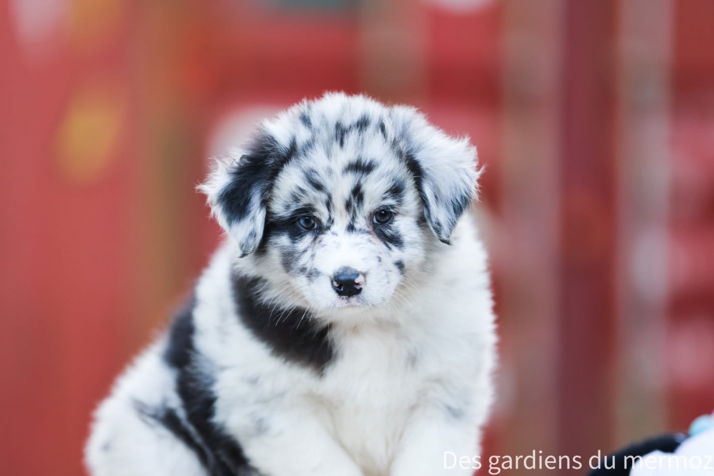 Male bleu merle