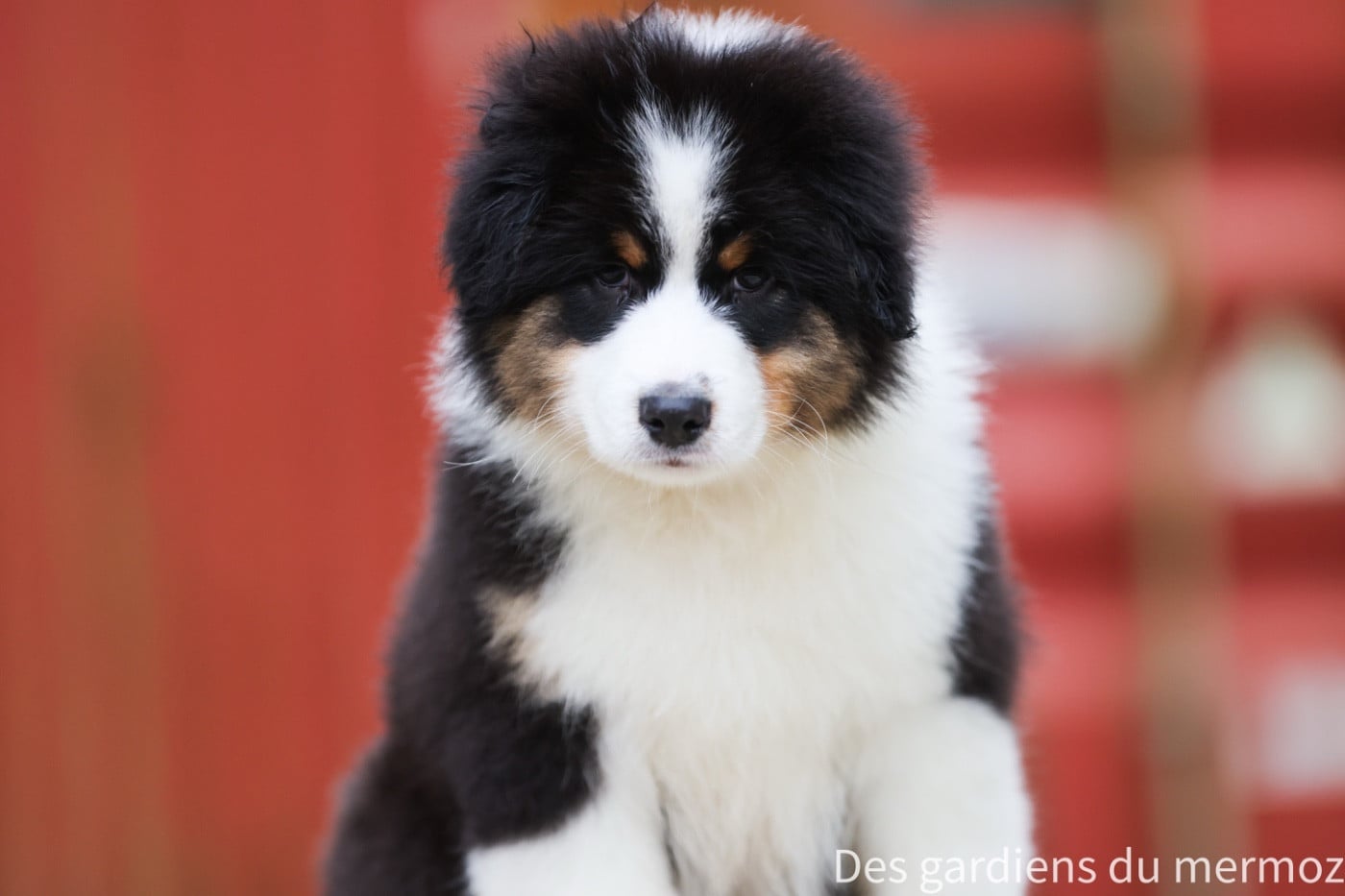 Berger Australien - Des Gardiens Du Mermoz