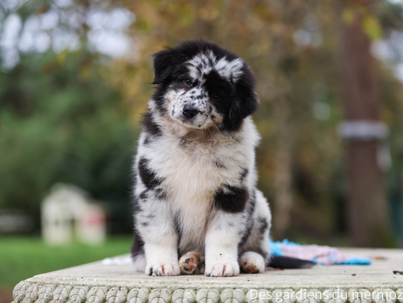 Femelle bleu merle queue longue