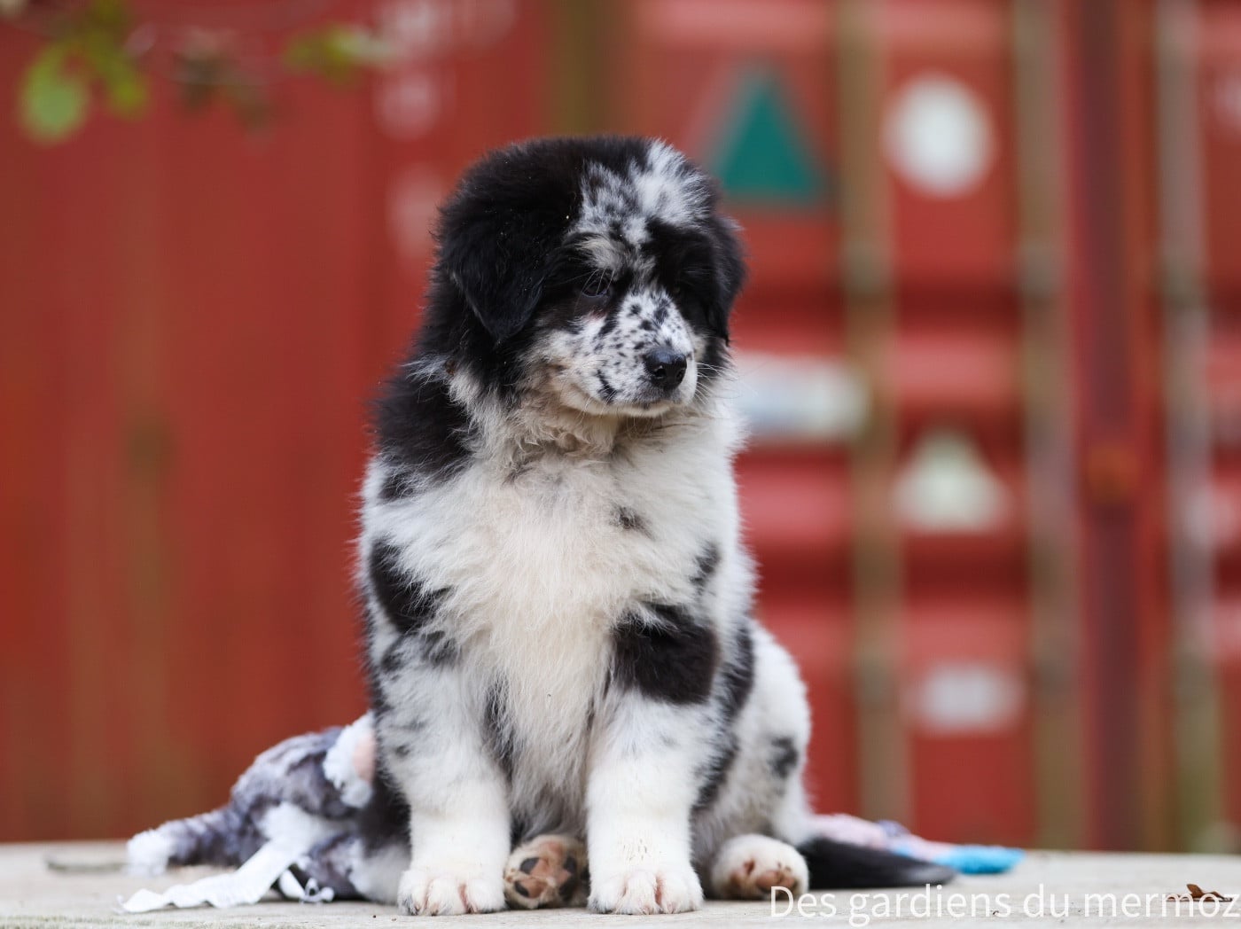 Femelle bleu merle queue longue