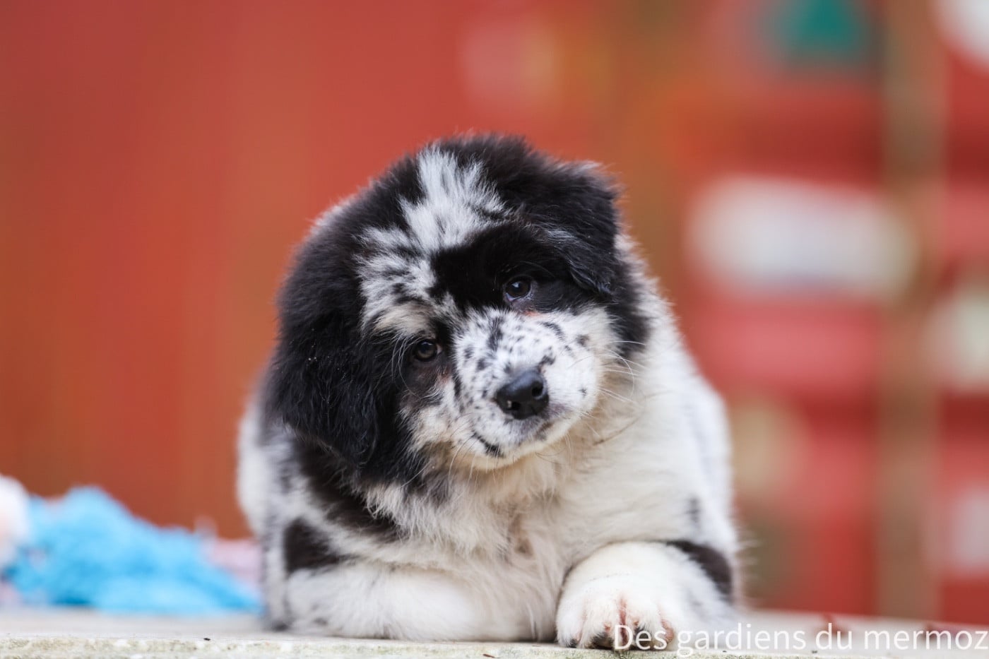 Femelle bleu merle queue longue