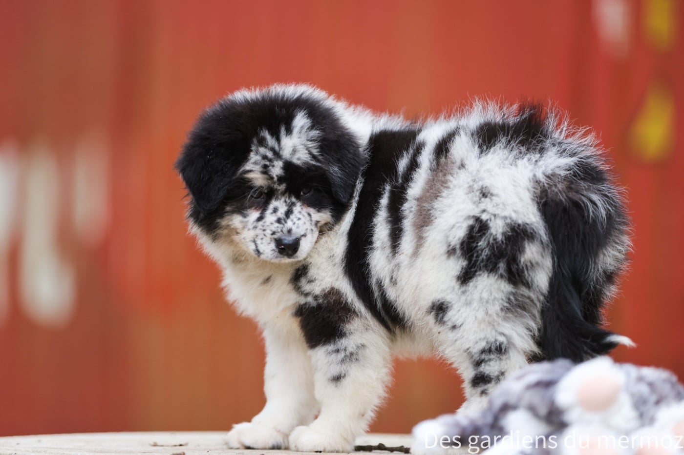 Femelle bleu merle queue longue