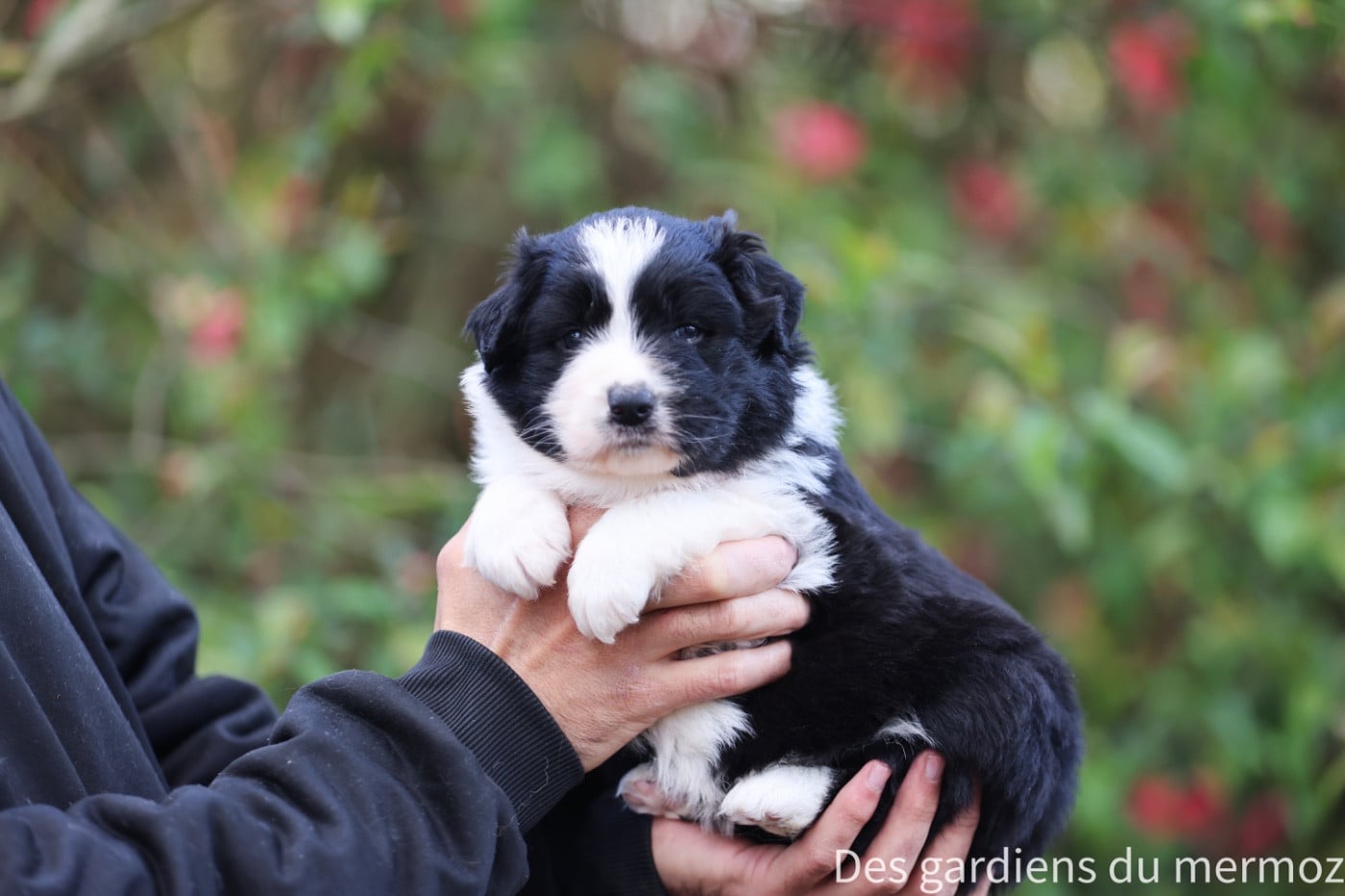 Berger Australien - Des Gardiens Du Mermoz