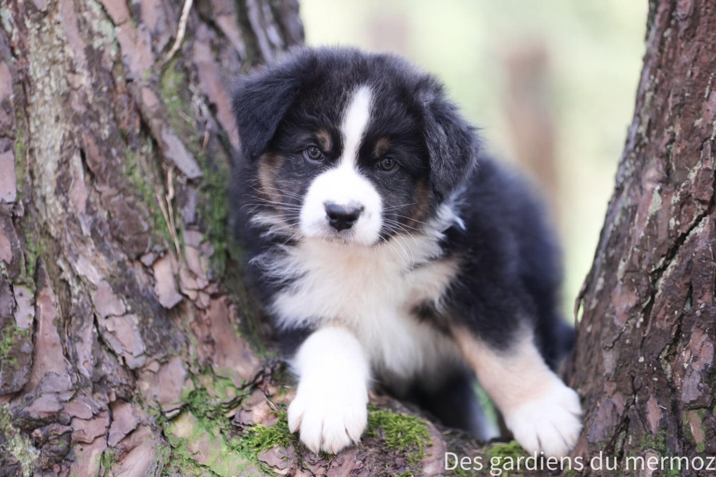 Noir tricolore queue longue